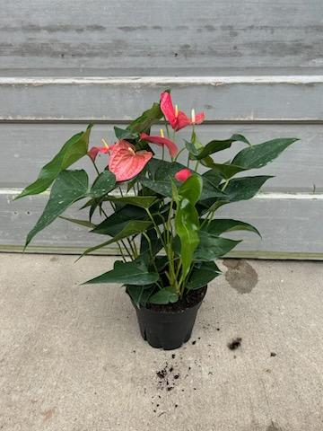 8 Anthurium Maine Pink CA Tri State Foliage Prebook Shop