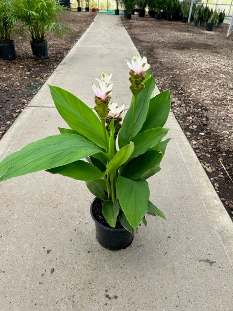 Curcuma Asst Tri State Foliage Prebook Shop