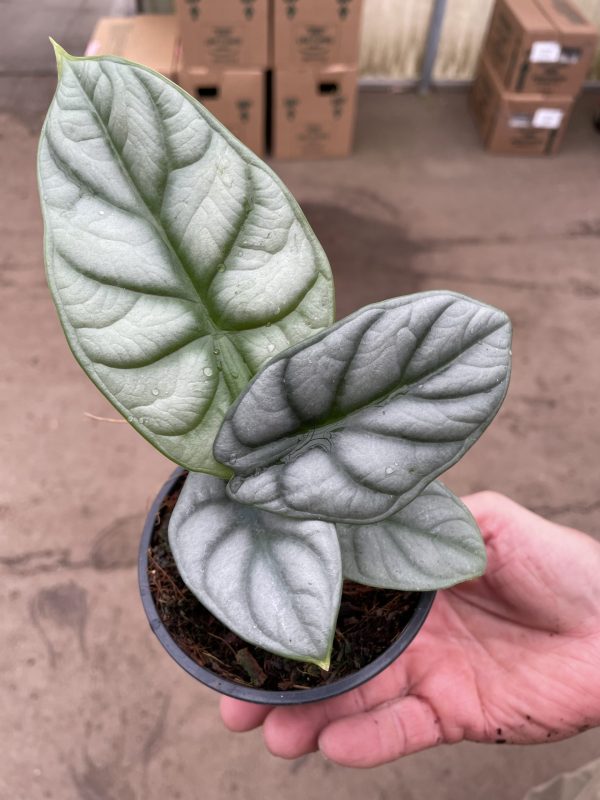 Alocasia Silver Dragon Tri State Foliage Prebook Shop