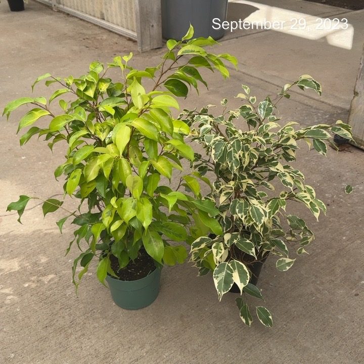 6 Ficus Benjamina Asst Can Tri State Foliage Prebook Shop