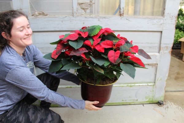 12 Poinsettia Red - Upgraded Container