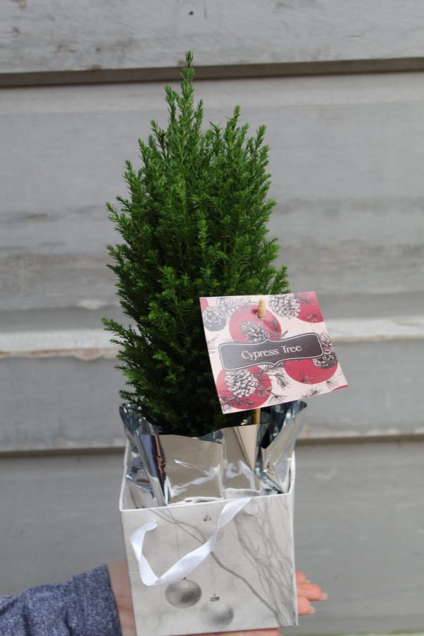 4 Cypress In Gift Box