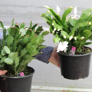 6 Christmas Cactus Premium