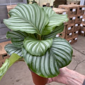 4" Calathea Orbifolia