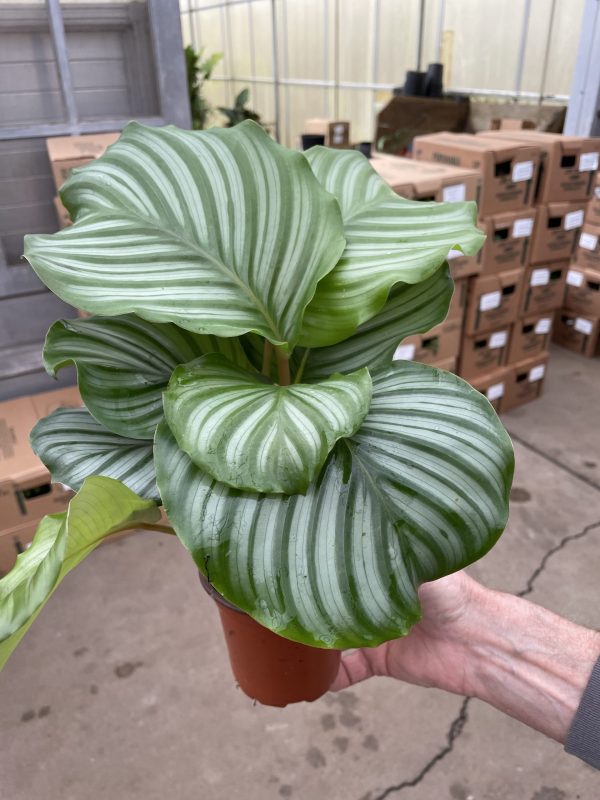 4" Calathea Orbifolia