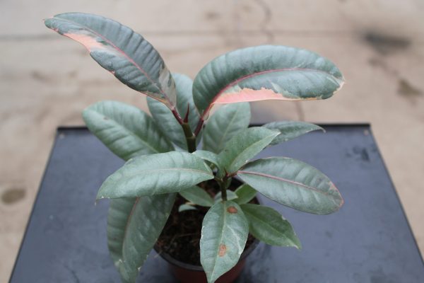 4" Ficus Ruby