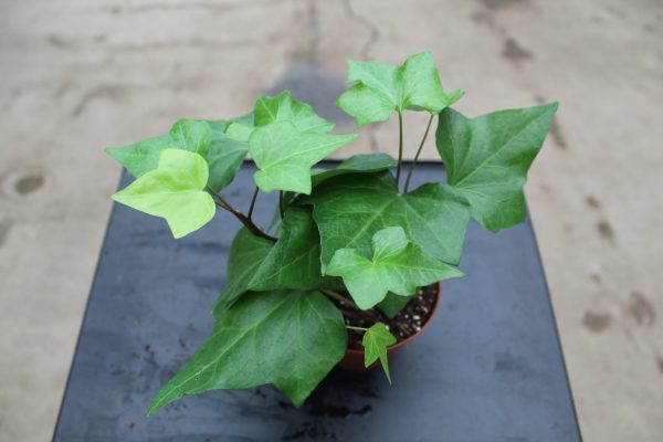 4" Ivy Algerian Green