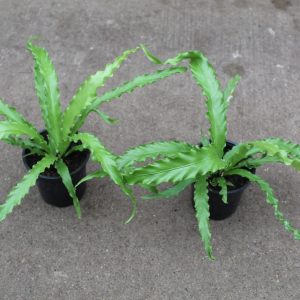 4" Fern Victoria Birdsnest