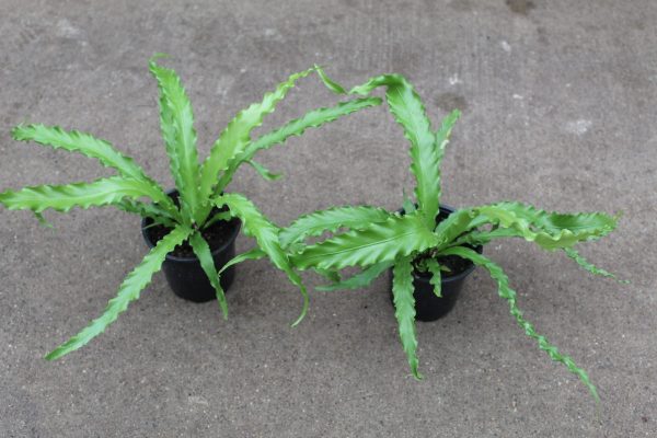 4" Fern Victoria Birdsnest