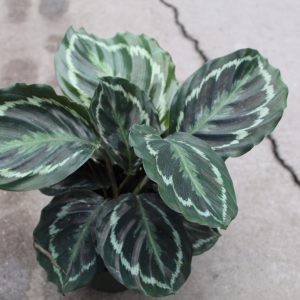 6" Calathea Shine Star