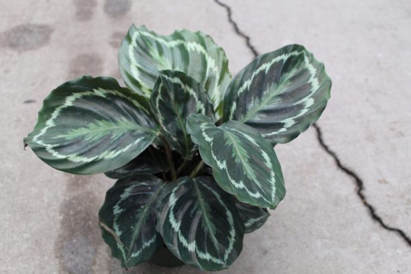 6" Calathea Shine Star